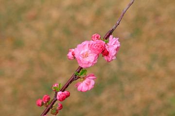 Obraz premium Flowering plum blossoms in the garden