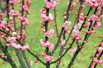 Flowering plum blossoms in the garden