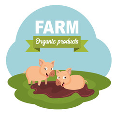 Pigs in the farm scene. Concept for animal farm and organic meat food. Flat vector illustration