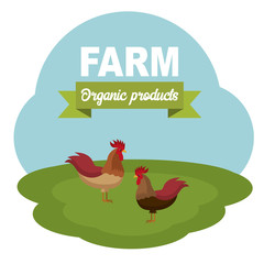 Roosters in the farm scene. Organic food concept. Flat vector illustration