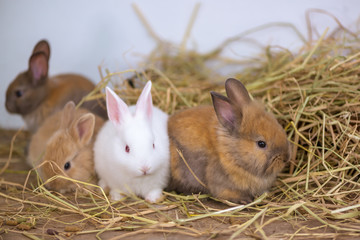 Rabbits are eating dried grass on a wooden table.