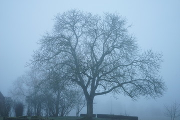 arbre dans la brume
