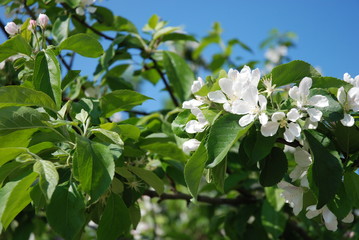 Blüten im Frühling