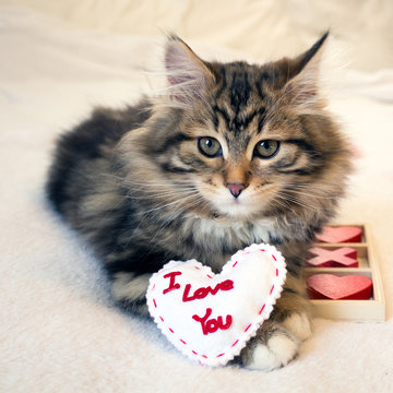 Cute valentine kitten with a heart that says I love you. Siberian Forest Cat on white background with red and white hearts. Concepts of love, Valentine's Day, romance