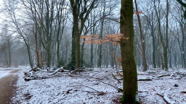 Winter view in a Beech trees forest with dramatic shapes in a misty and snowy forest during a cold winter day