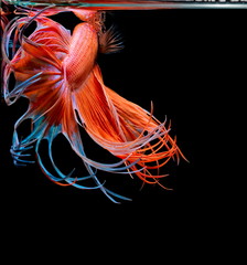 Obraz na płótnie Canvas Siamese fighting fish , Betta splendens,Crowntail, red fish on a black background, Halfmoon Betta,