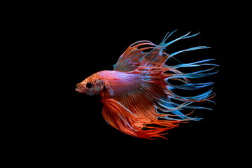 Fototapeta premium Siamese fighting fish , Betta splendens,Crowntail, red fish on a black background, Halfmoon Betta,