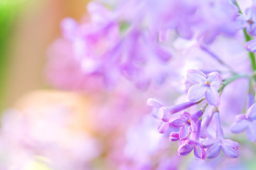 Close-up of purple lilac (Syringa vulgaris) flowers. Selective focus and shallow depth of field.