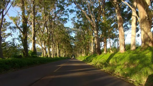 PoV driving down the Eucalyptus canopy of trees in the famous Tree Tunnel on Maliuhu Road on Hawaiian island of Kauai