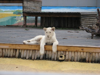 Young white lion at the zoo