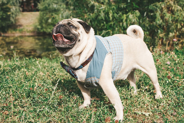 pug for a walk in the park