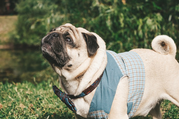 pug for a walk in the park