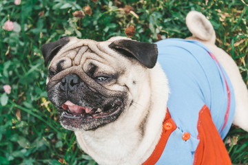 pug for a walk in the park