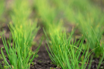 Rows of green onions in the garden. Green juicy plants