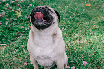 pug for a walk in the park