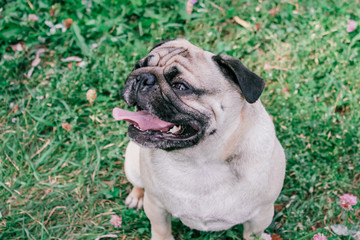 pug for a walk in the park