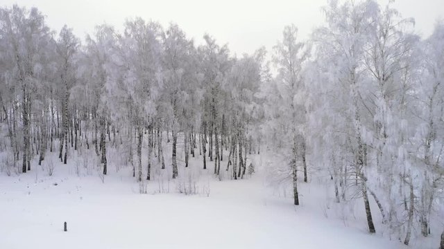 Flying over a birch grove in winter
