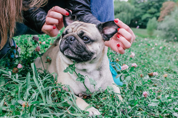 pug for a walk in the park