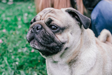 pug for a walk in the park