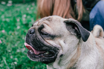 pug for a walk in the park