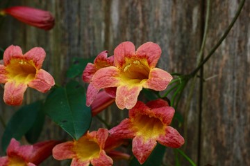 Obraz premium Trumpet Vine Flowers