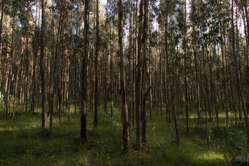 Fototapeta premium trees in the forest, light through the forest