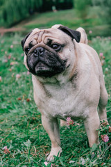 Fototapeta premium pug for a walk in the park