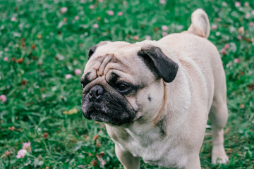 pug for a walk in the park