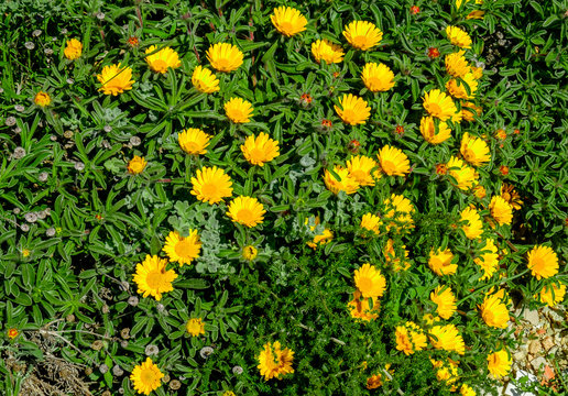 Close up on a bunch of yellow flowers in bloom growing on a stony ground in Provence, France