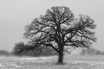 lone oak in winter mist