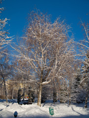 The become covered with hoarfrost tree in the winter park.