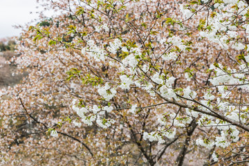 Spring cherryblossom (sakura) at Mount Yoshino in Japan