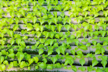 young hydroponics vegetables growing on water
