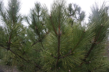 green pine needles, branch