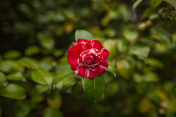 Red camellia in the park in the spring against the backdrop of greenery