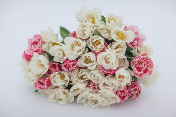 Bouquet of white and pink tulips in the snow. Spring bouquet on March 8