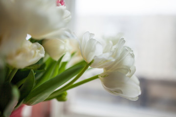 A bouquet of white tulips. Spring bouquet for the holiday of March 8