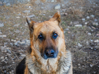 Old german shepherd portrait on natural light on a cold February day.