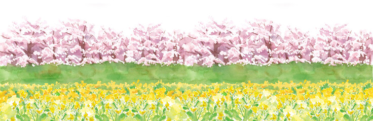 Obraz na płótnie Canvas 桜並木と菜の花畑