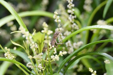 chameleon on green leaves