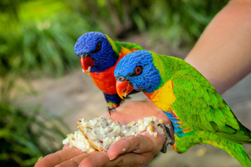 Papageien füttern Australien