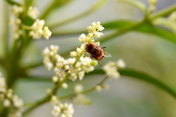 honey bees suck flower essence