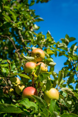 apples grows on a branch among the green foliage against a blue sky