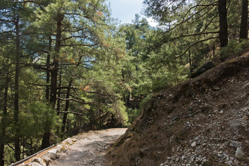 Mountain path through pine forest at Samaria gorge, south west part of Crete island, Greece