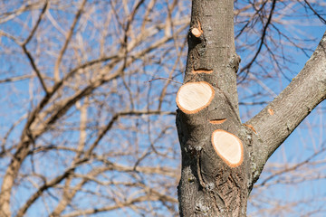 Cut branches of a tree a park in Caceres, Extremadura, Spain.