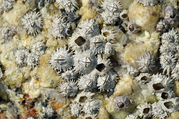 Close Up Shot of Barnacles on a Rock