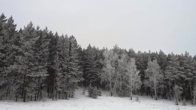 Flying over coniferous trees in winter