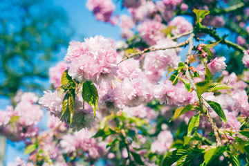 Cherry tree in full bloom