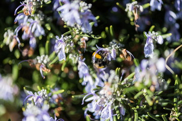 A bumblebee sip from some lilac flowers in a park in Caceres.