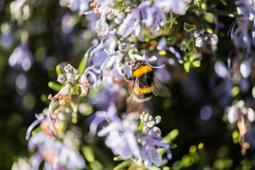 A bumblebee sip from some lilac flowers in a park in Caceres.